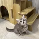スコティッシュストレート