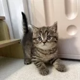 スコティッシュストレート【岡山県・男の子・2025年4月16日・ブラウンタビー】の写真2