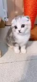 スコティッシュフォールド(折れ耳)【岡山県・女の子・2025年1月9日・シルバーパッチドタビーホワイト】の写真2