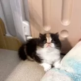 マンチカン(短足)【岡山県・女の子・2025年10月27日・キャリコ】の写真2