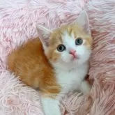 スコティッシュストレート【岡山県・男の子・2025年8月5日・レッドタビー&ホワイト】の写真3