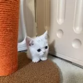 マンチカン(短足)【岡山県・男の子・2025年6月10日・ホワイト】の写真3