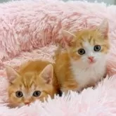 スコティッシュストレート【岡山県・男の子・2025年8月5日・レッドタビー&ホワイト】の写真4