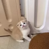 スコティッシュフォールド(折れ耳)【岡山県・男の子・2026年1月9日・クリームタビー&ホワイト】の写真4