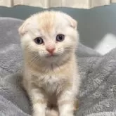 スコティッシュフォールド(折れ耳)【岡山県・男の子・2025年11月7日・レッドタビー】の写真4