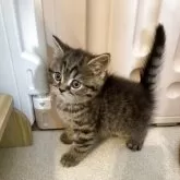 スコティッシュストレート【岡山県・男の子・2025年4月16日・ブラウンタビー】の写真4