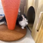 マンチカン(短足)【岡山県・女の子・2025年10月27日・キャリコ】の写真5