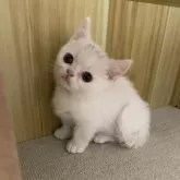 マンチカン(短足)【岡山県・男の子・2025年6月10日・ホワイト】の写真5