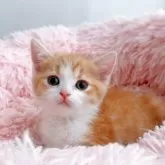 スコティッシュストレート【岡山県・男の子・2025年8月5日・レッドタビー&ホワイト】の写真5