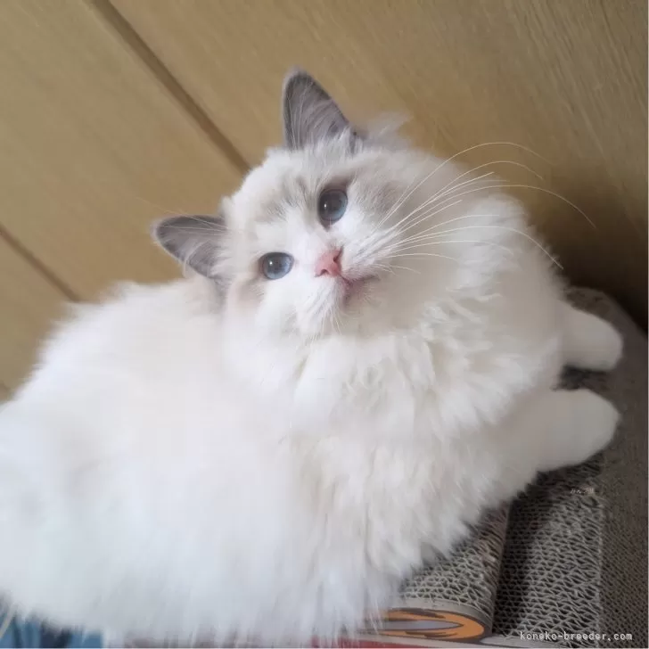 ID:2409-02170の子猫
