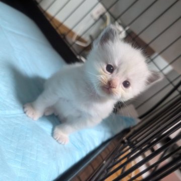 ラグドール【北海道・男の子・2025年10月23日・ブルーポイントバイカラー（長毛）】の写真「ふわふわ親子の六つ子ちゃん」