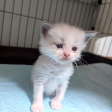 ラグドール【北海道・女の子・2025年10月23日・ブルーポイントバイカラー（長毛）】の写真「ふわふわ親子の六つ子ちゃん」