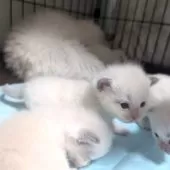 ラグドール【北海道・男の子・2025年10月23日・ブルーポイントバイカラー】の写真6