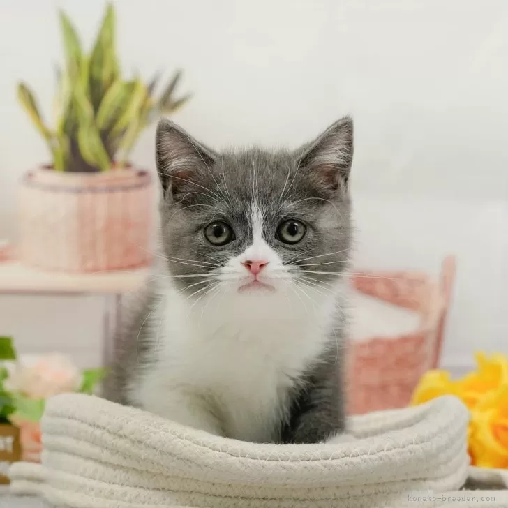 マンチカン(長足)【東京都・男の子・2026年3月26日・ホワイト系/ブルー・シルバー系】の写真1「😸全頭総額表示(接種済ワクチン代・マイクロチップ代・健康診断料込)」