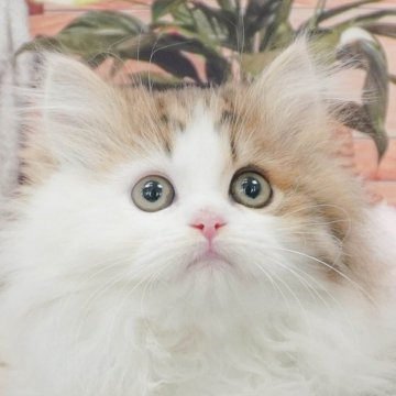 ミヌエット(短足)【東京都・女の子・2025年12月23日・ブラウンパッチドタビー&ホワイト】の写真「【4大遺伝子疾患】発病リスク無し!!😊証明書有！」