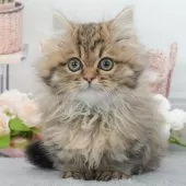 ミヌエット(短足)