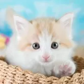 ノルウェージャンフォレストキャット