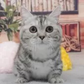 ミヌエット(短足)