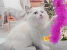 ラグドール【東京都・女の子・2025年12月14日・ブルーポイントバイカラー】の写真9「獣医師さんによる健康診断実施済み！🏥もちろん健康診断書も付いてます🌟」