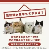 スコティッシュフォールド(立ち耳)【東京都・男の子・2025年11月23日・ブルータビー&ホワイト】の写真6「複数の子猫を見学可能です☺ご希望の子がいれば遠慮なくお伝えください！🐾」