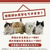 ラグドール【東京都・女の子・2025年12月4日・ブルーポイントバイカラー】の写真6「複数の子猫を見学可能です☺ご希望の子がいれば遠慮なくお伝えください！🐾」