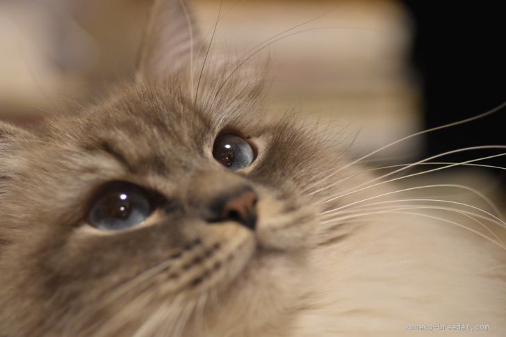 谷口雨美ブリーダー