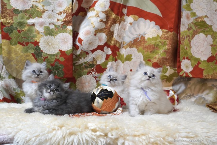 いつもオーナー様へお渡しする前に素敵な記念写真を撮って差し上げています。｜谷口　雨美(たにぐち　あめみ)ブリーダー(千葉県・サイベリアン・TICA登録)の紹介写真2