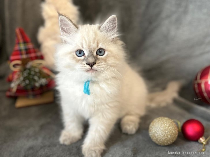 卒業した子猫ちゃんです。ブルーポイントカラーの子を中心にブリーディングしております。｜谷口　雨美(たにぐち　あめみ)ブリーダー(千葉県・サイベリアン・TICA登録)の紹介写真3