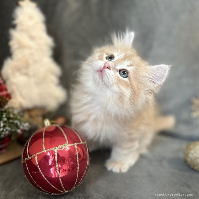 ママ猫のティナちゃんよりクリーム、キャリコ、レッドタビーの子が生まれます。｜谷口　雨美(たにぐち　あめみ)ブリーダー(千葉県・サイベリアン・TICA登録)の紹介写真4