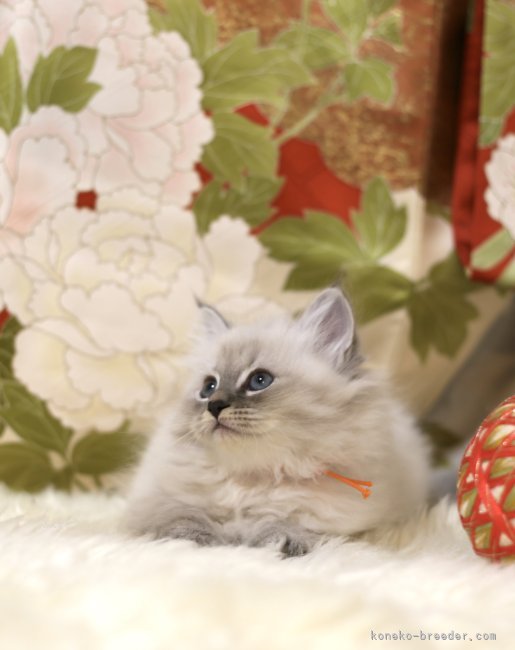 美しいブルーアイのネヴァマスカレードの子は気品に溢れています。｜谷口　雨美(たにぐち　あめみ)ブリーダー(千葉県・サイベリアン・TICA登録)の紹介写真6