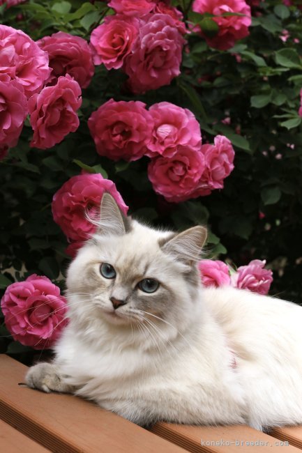 谷口雨美ブリーダーのブログ：バラ園