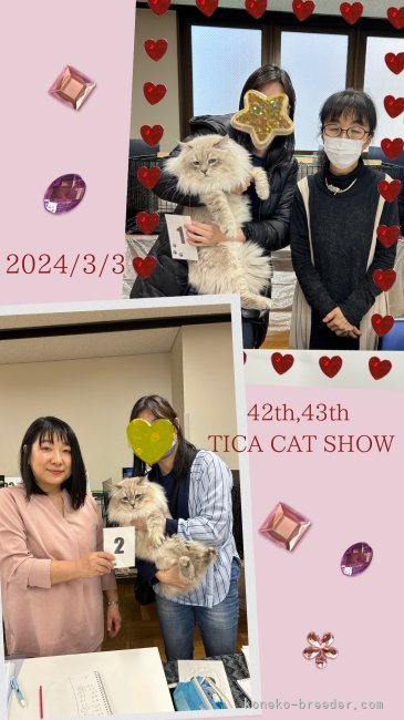 谷口雨美ブリーダーのブログ：TICAキャットショーに出陣