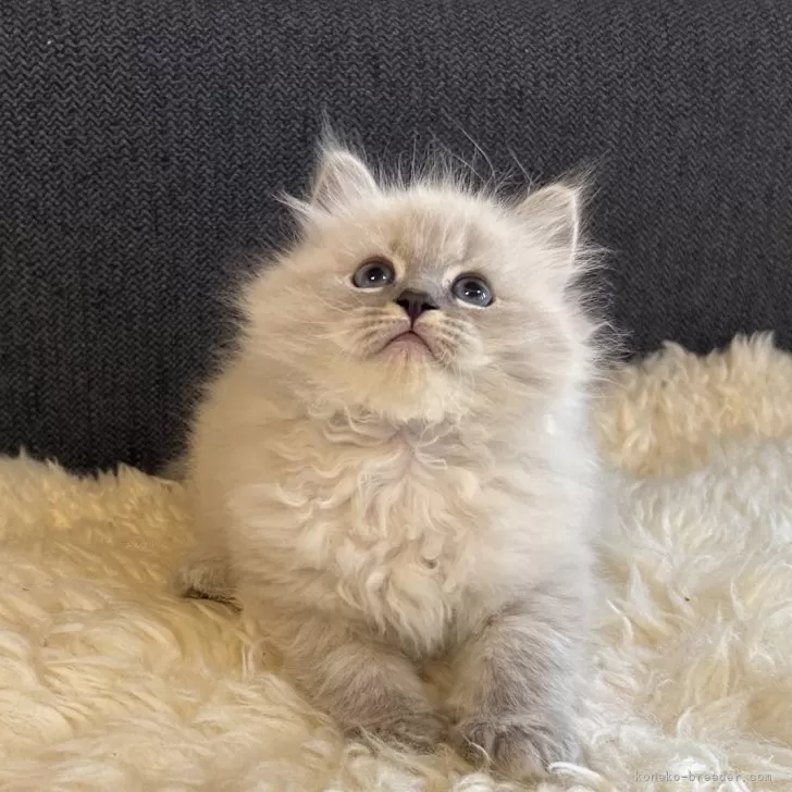 ID：2311-02478の子猫