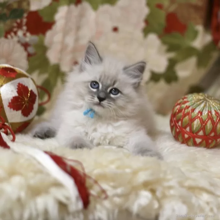 ID：2311-02480の子猫