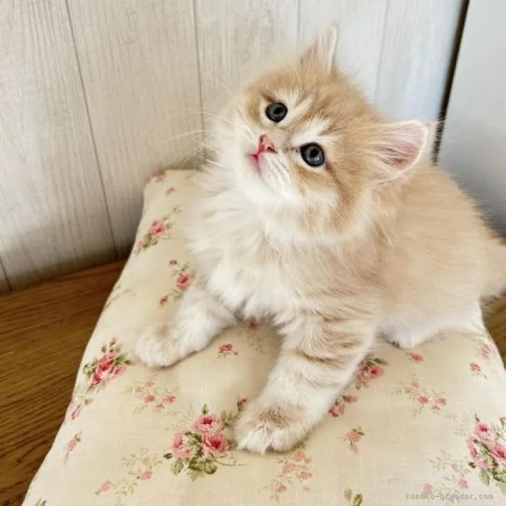 ID：2210-00273の子猫