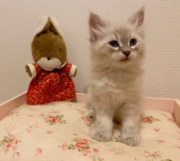 サイベリアン【千葉県・女の子・2020年5月17日・ブルーポイントタビー（トリプルコート）】の写真「とても活発で人懐こく、膝の上でも寝てくれます。」