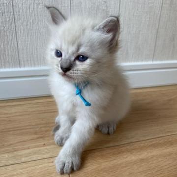 サイベリアン【千葉県・男の子・2022年9月13日・ブルーポイントタビー（トリプルコート）】の写真「🎖️🎖️海外優良血統🎖️🎖️気品溢れる」