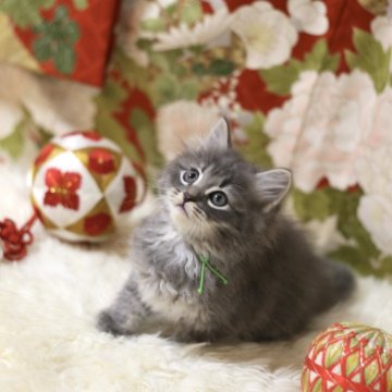 サイベリアン【千葉県・男の子・2023年11月9日・ブルー（トリプルコート　）】の写真「愛嬌があって目力がある子です。」