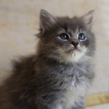 サイベリアン【千葉県・男の子・2024年7月22日・ブルータビー（トリプルコート）】の写真「🐻のように骨格が立派！9月14日までの特別価格」