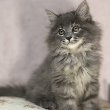 サイベリアン【千葉県・女の子・2024年7月22日・ブルートーティータビー（トリプルコート）】の写真「希少カラー！可愛い性格です💕ご見学時にお迎え可能」