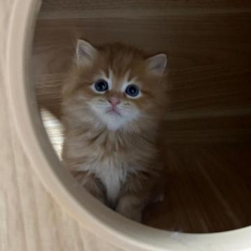 サイベリアン【千葉県・男の子・2022年9月16日・レッドタビー（トリプルコート）】の写真「👑海外優良血統👑」