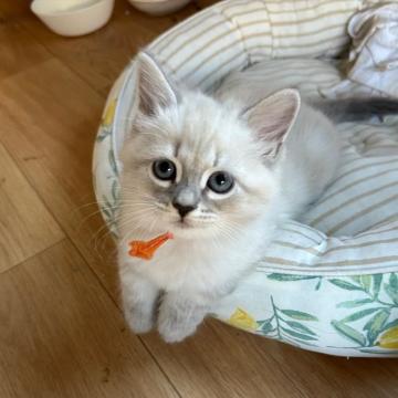 サイベリアン【千葉県・男の子・2022年9月13日・ブルーポイントタビー（トリプルコート毛並みがふわふわ）】の写真「👑海外優良血統👑ブルーアイ」