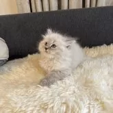 サイベリアン【千葉県・女の子・2023年11月9日・ブルーポイント】の写真2「2023.12.18撮影　素敵なサイベリアンレディーになりそうです。」