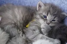 サイベリアン【千葉県・男の子・2021年4月1日・ブルーゴールドタビー】の写真2「生後26日目」