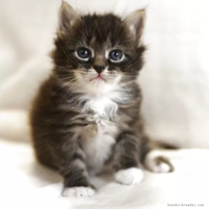 サイベリアン【千葉県・女の子・2025年9月21日・ブラウンタビーアンドホワイト】の写真1