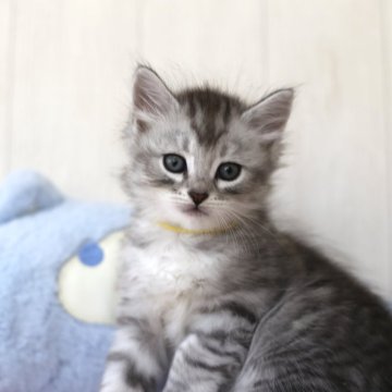 サイベリアン【千葉県・男の子・2025年9月21日・シルバータビー（トリプルコート）】の写真「明るめのシルバーで甘えん坊さんで可愛い💕」