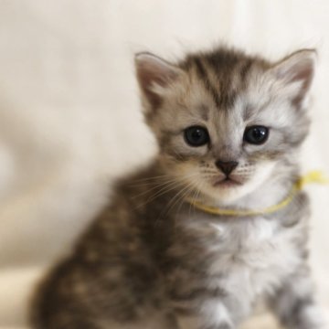 サイベリアン【千葉県・男の子・2025年9月21日・シルバータビー(トリプルコート)】の写真「明るめのシルバーで甘えん坊さんで可愛い💕」