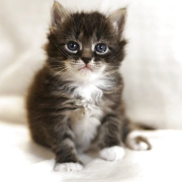 サイベリアン【千葉県・女の子・2025年9月21日・ブラウンタビーアンドホワイト（トリプルコート）】の写真「可愛い靴下を履いており、とてもチャイミング💕」