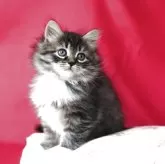 サイベリアン【千葉県・女の子・2025年9月21日・ブラウンタビーアンドホワイト】の写真1