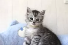 サイベリアン【千葉県・男の子・2025年9月21日・シルバータビー】の写真2